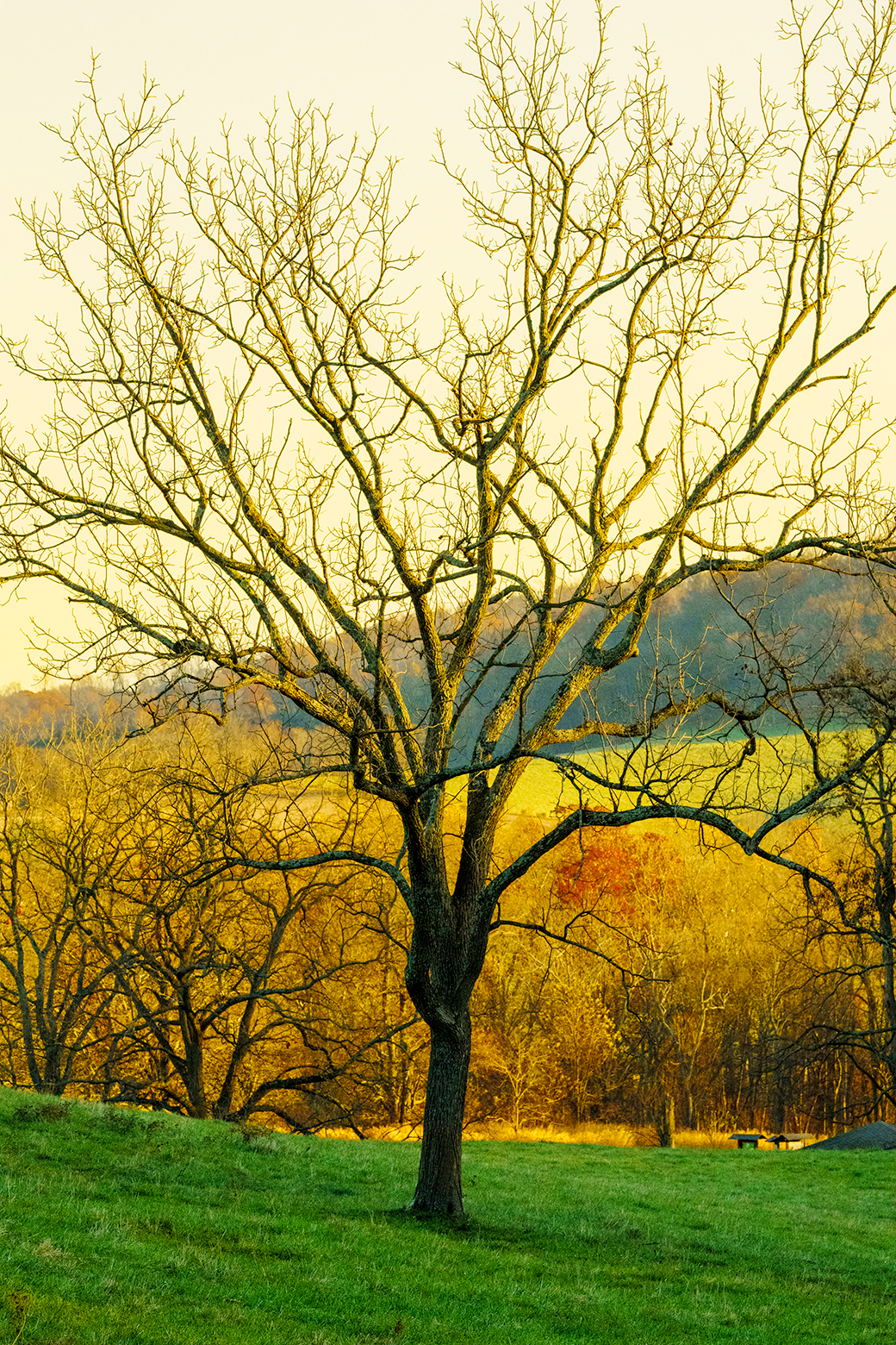 Bare Tree